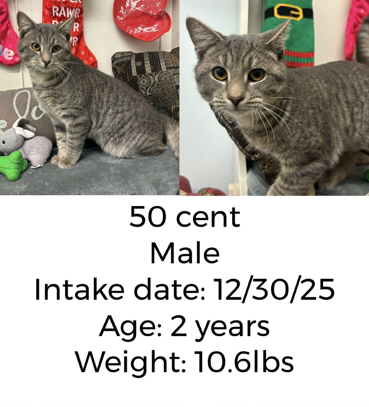 Enlarge 50 cent, a ADOPTABLE Domestic Short Hair in Staffordsville, KY image 1/1