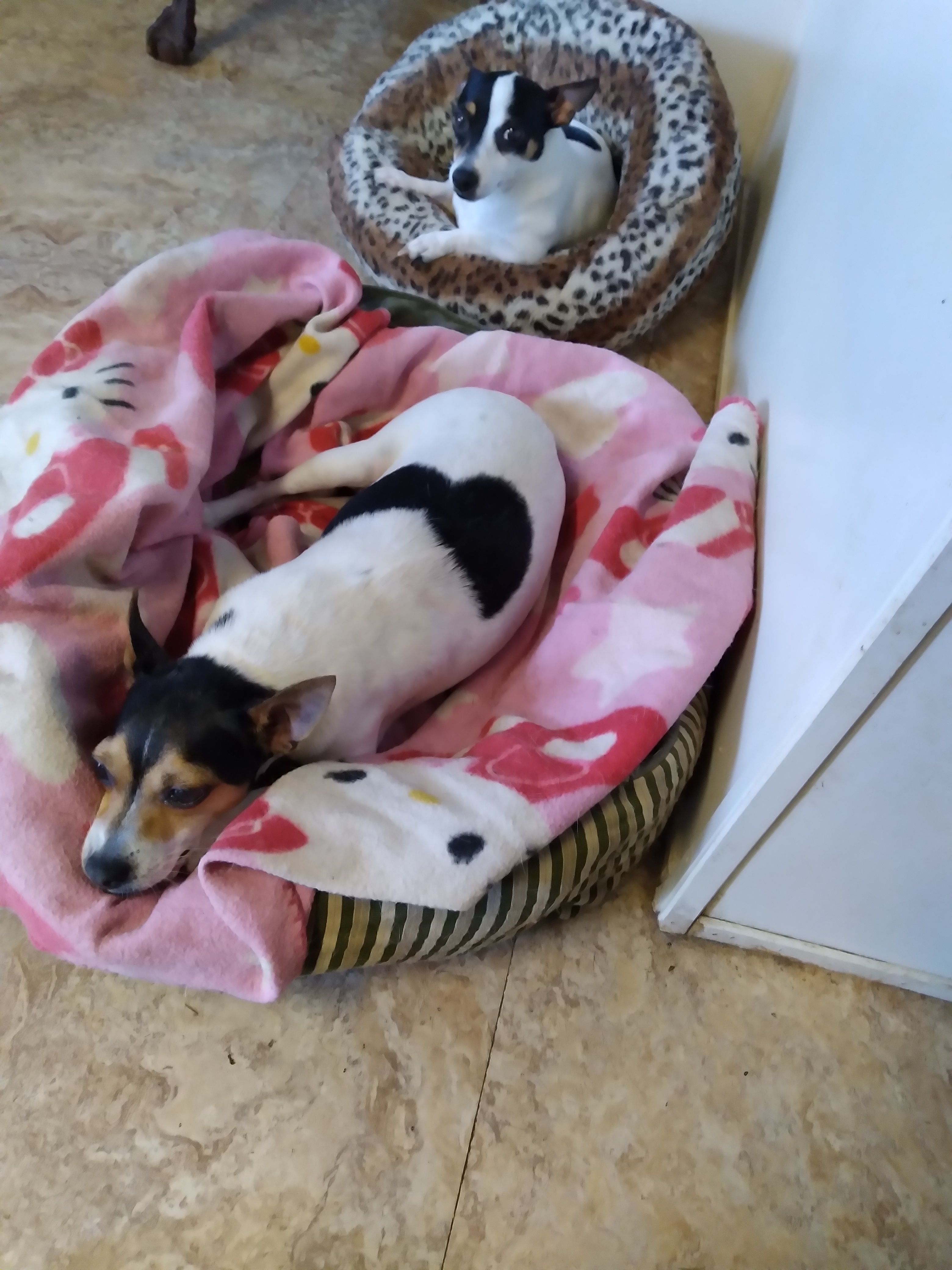 Tinkerbelle, Adoptable, Adult Female Rat Terrier.