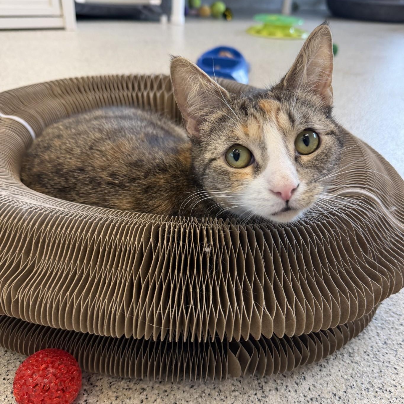 Enlarge Lindy, a ADOPTABLE Domestic Short Hair in Cooperstown, NY image 1/4