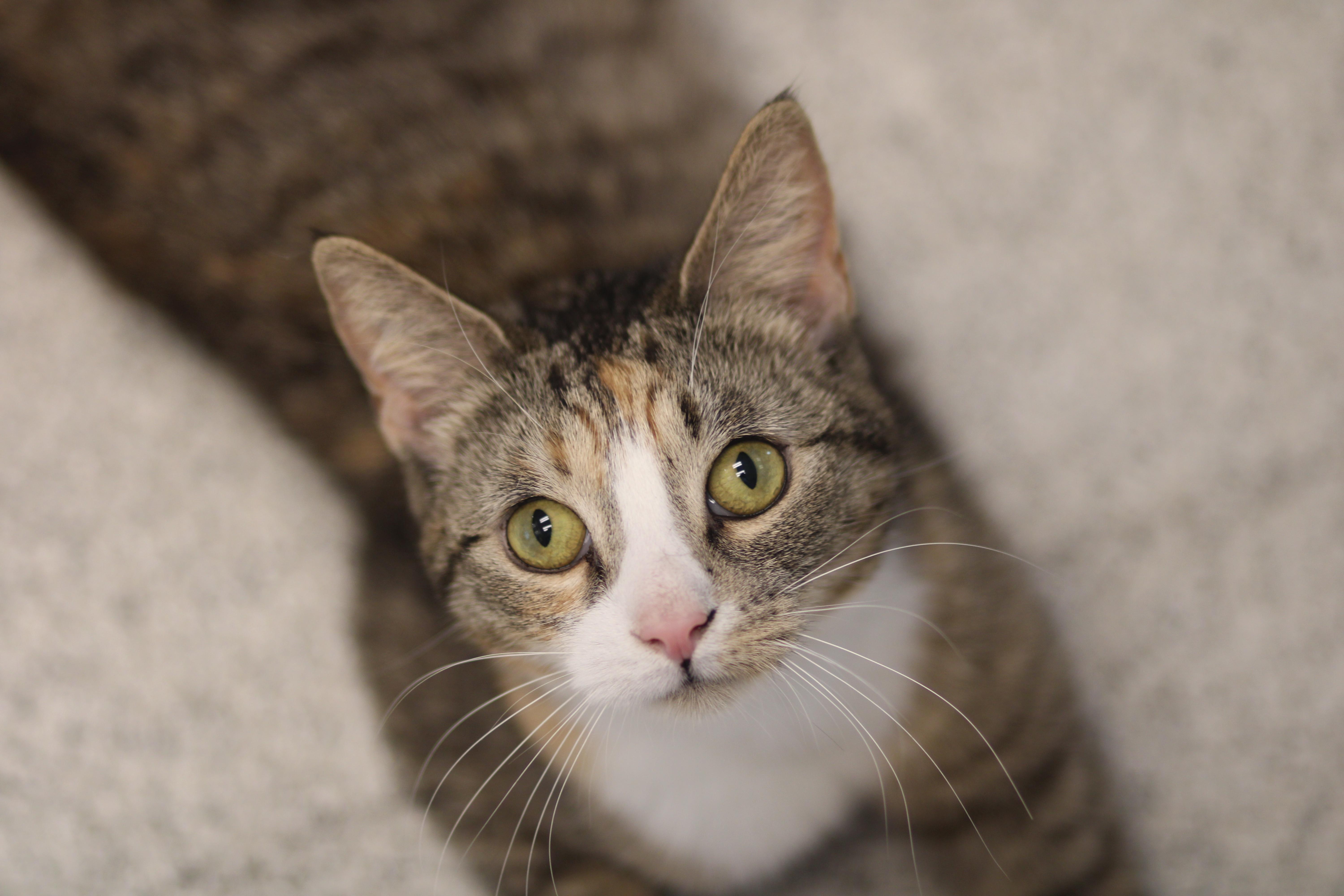 Enlarge Lindy, a ADOPTABLE Domestic Short Hair in Cooperstown, NY image 1/4