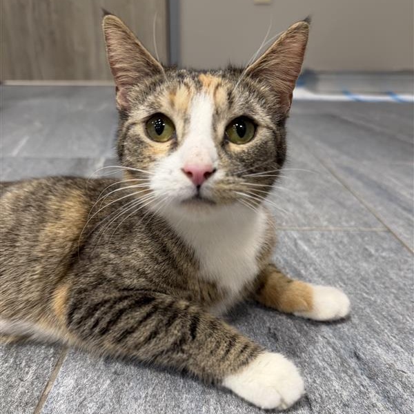 Enlarge Lindy, a ADOPTABLE Domestic Short Hair in Cooperstown, NY image 2/4