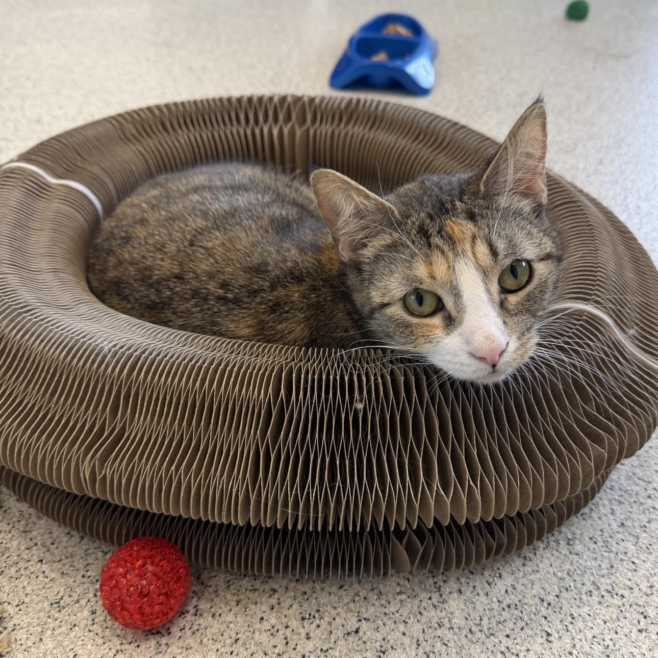Enlarge Lindy, a ADOPTABLE Domestic Short Hair in Cooperstown, NY image 3/4