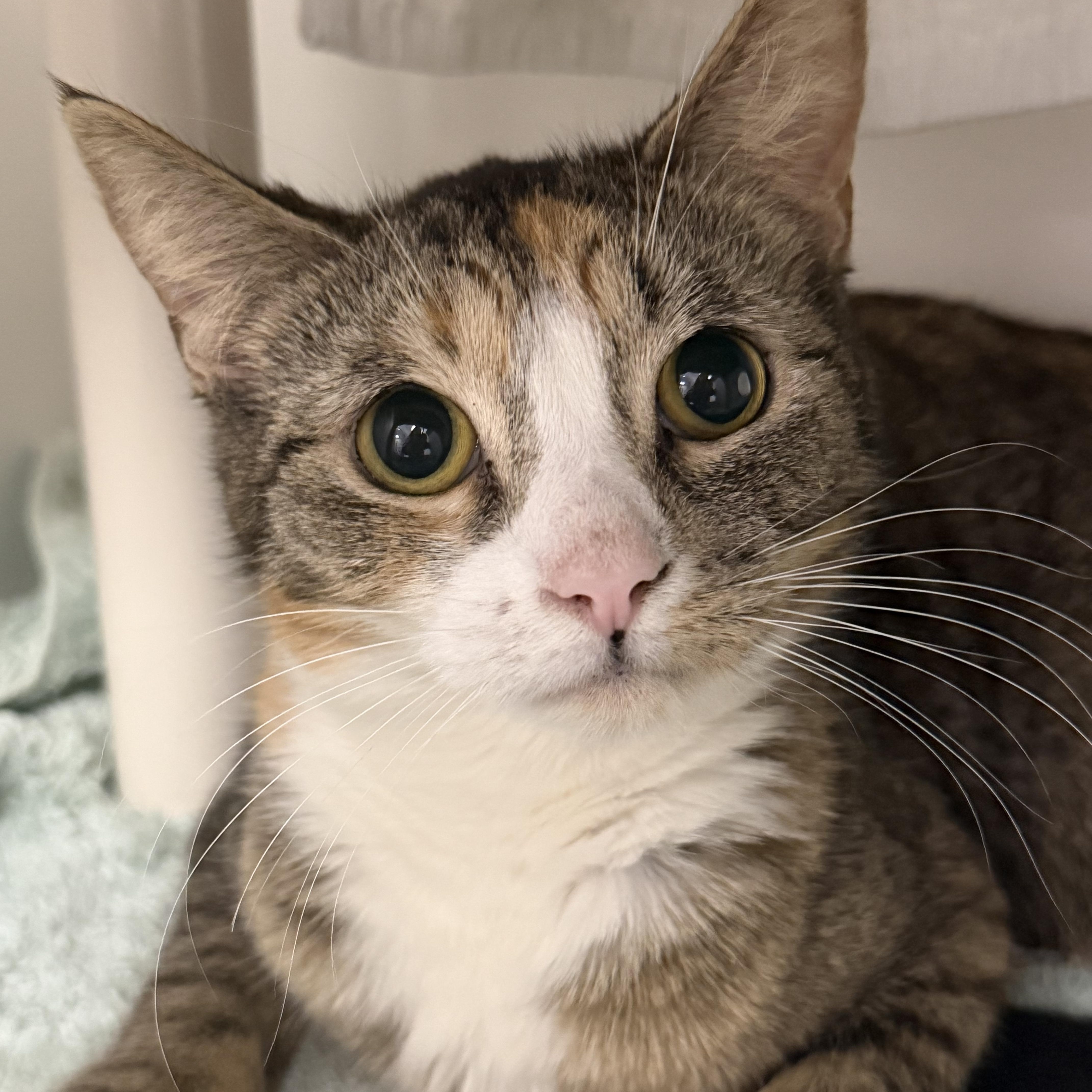 Enlarge Lindy, a ADOPTABLE Domestic Short Hair in Cooperstown, NY image 4/4