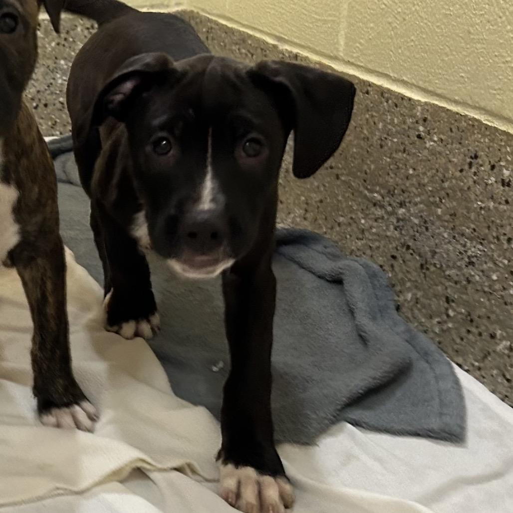 Oyster, Adoptable, Puppy Male Mixed Breed.