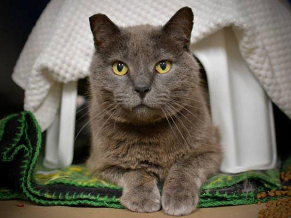 Simon, Adoptable, Senior Male Domestic Short Hair.