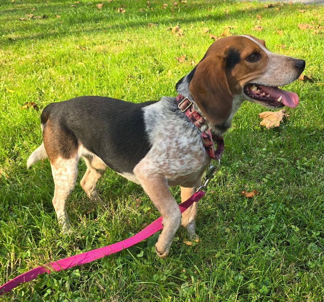 Enlarge Martin, a Adoptable Beagle in Lexington, MA image 2/4