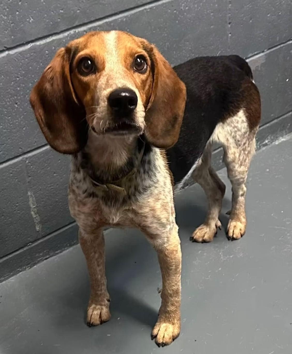 Enlarge Martin, a Adoptable Beagle in Lexington, MA image 4/4