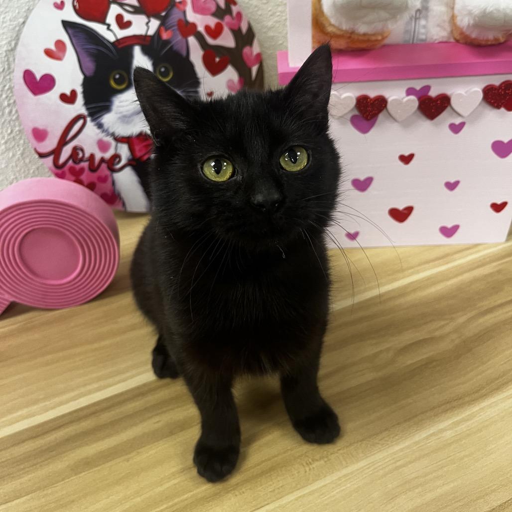 Baz, Adoptable, Kitten Male Domestic Short Hair.