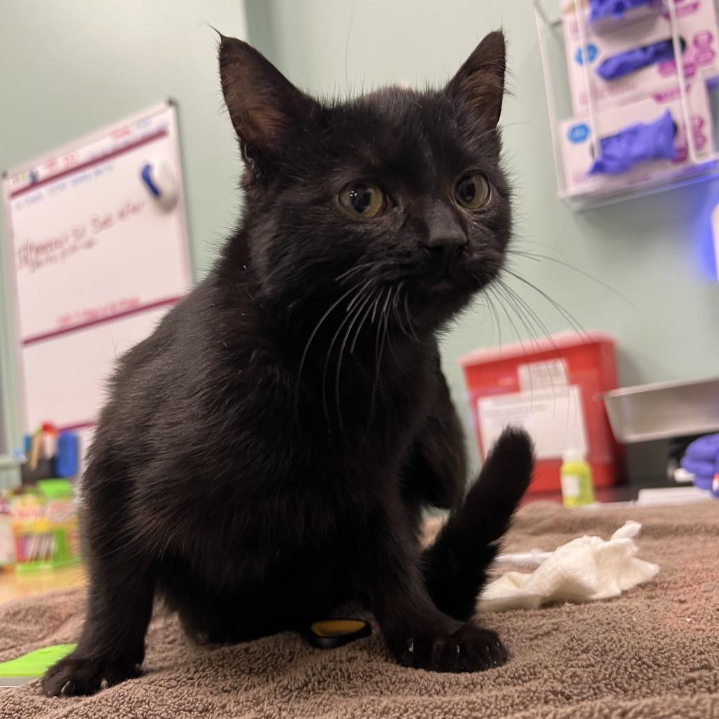 Enlarge Baz, a Adoptable Domestic Short Hair in Keizer, OR image 1/3