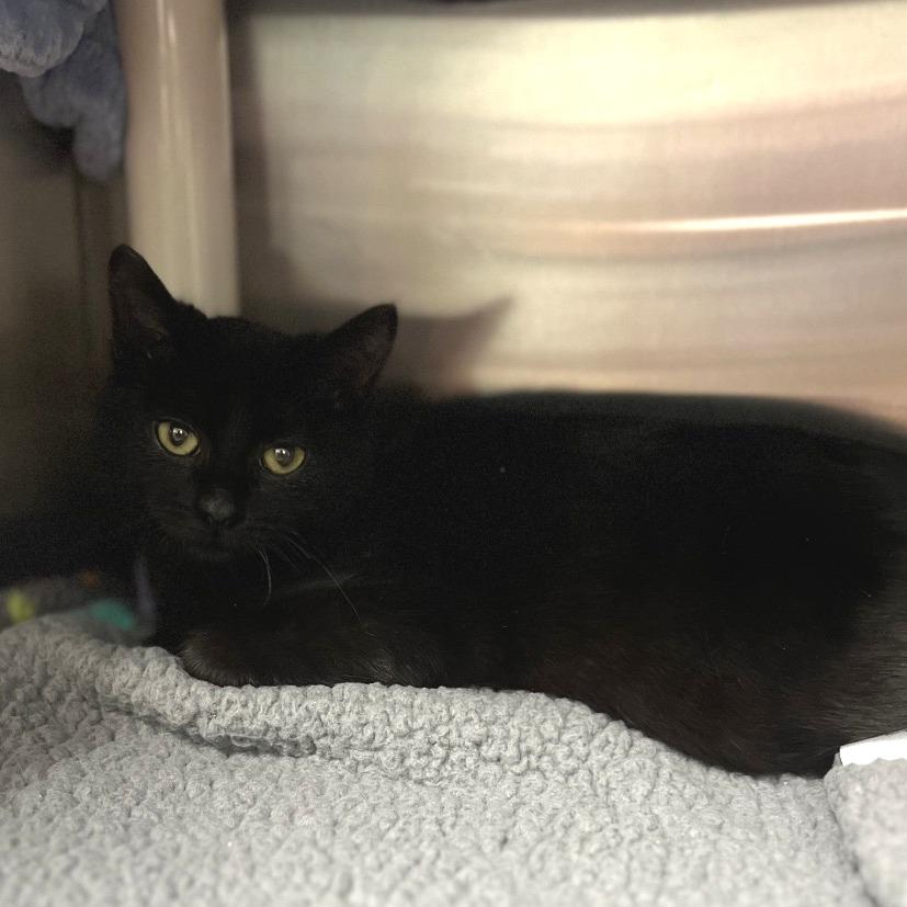 Enlarge Baz, a Adoptable Domestic Short Hair in Keizer, OR image 2/3