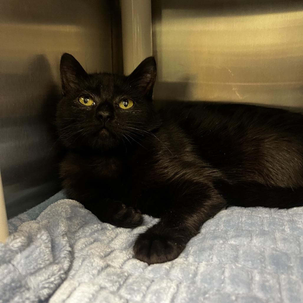 Enlarge Baz, a Adoptable Domestic Short Hair in Keizer, OR image 3/3