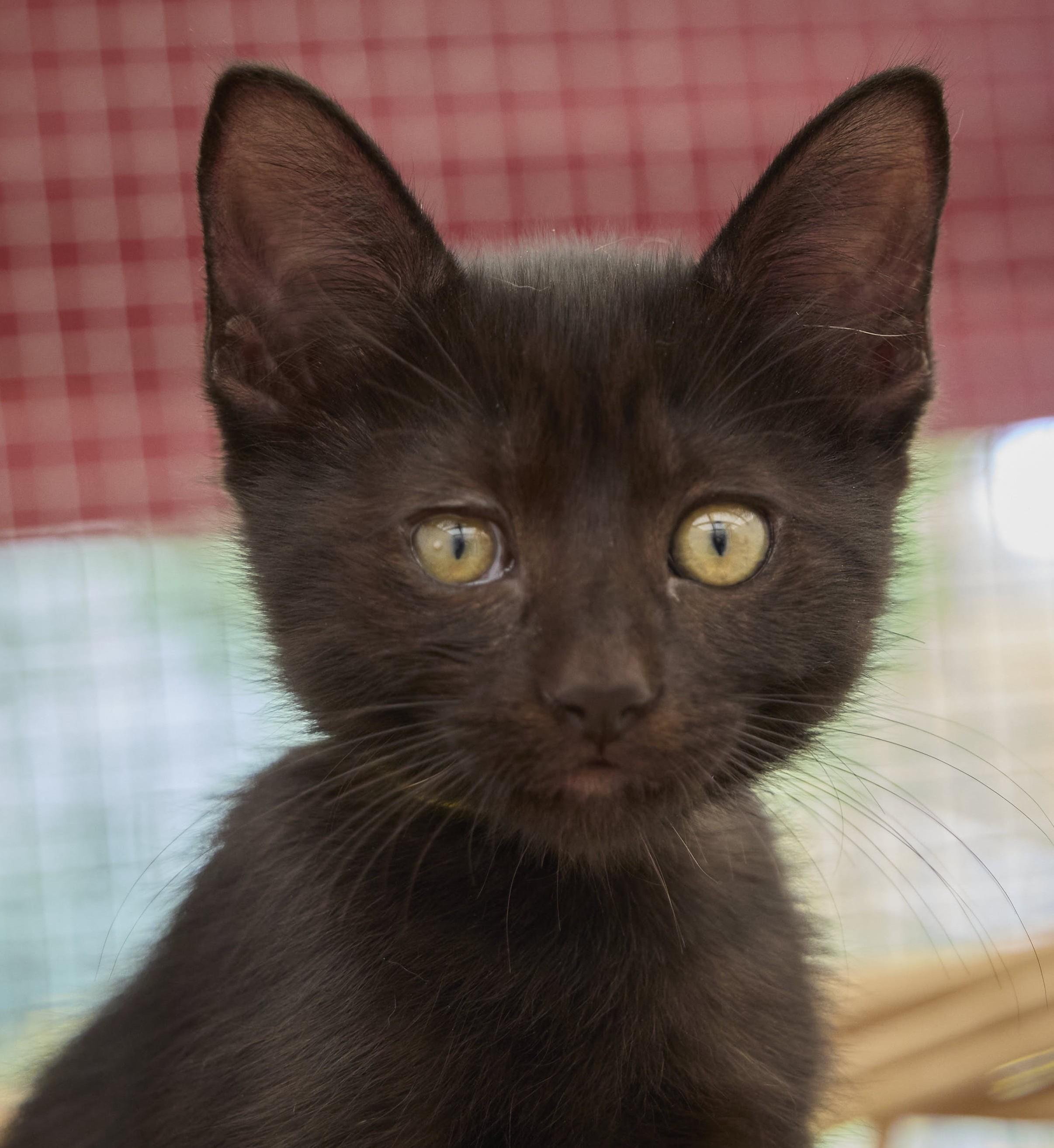 Enlarge Coal, a Adoptable Domestic Short Hair in Santa Barbara, CA image 2/3