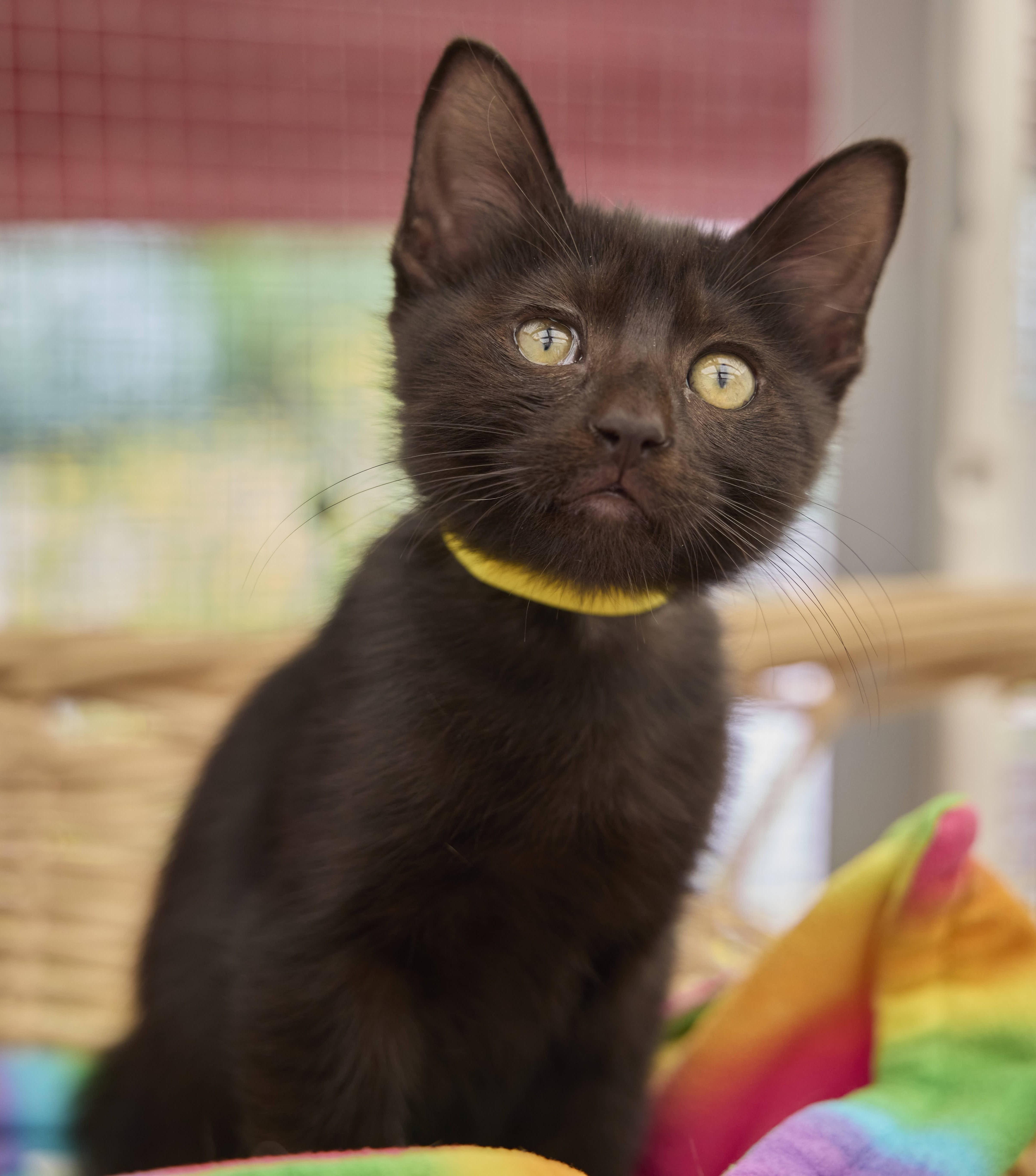 Coal, Adoptable, Kitten Male Domestic Short Hair.