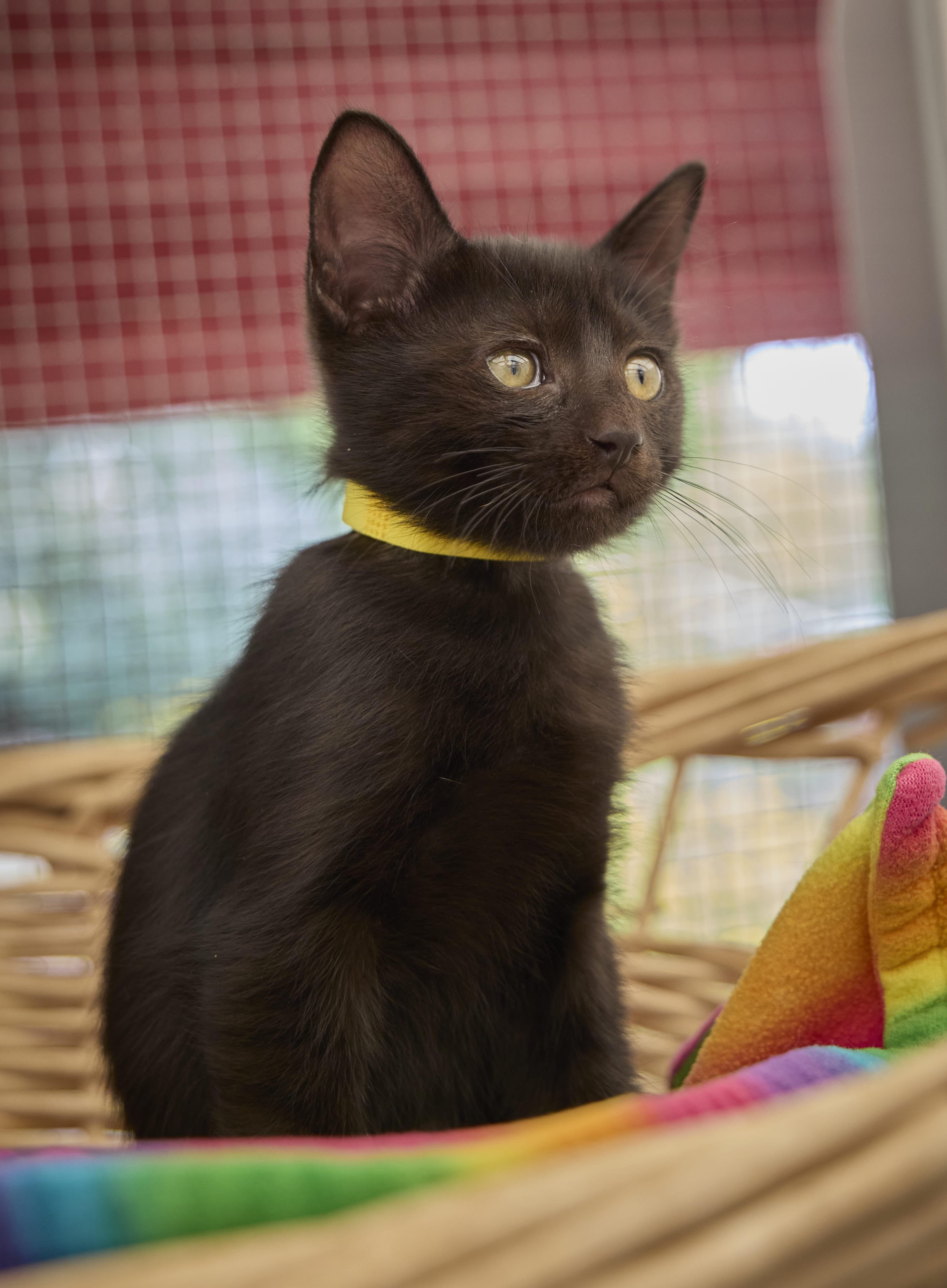 Enlarge Coal, a Adoptable Domestic Short Hair in Santa Barbara, CA image 3/3