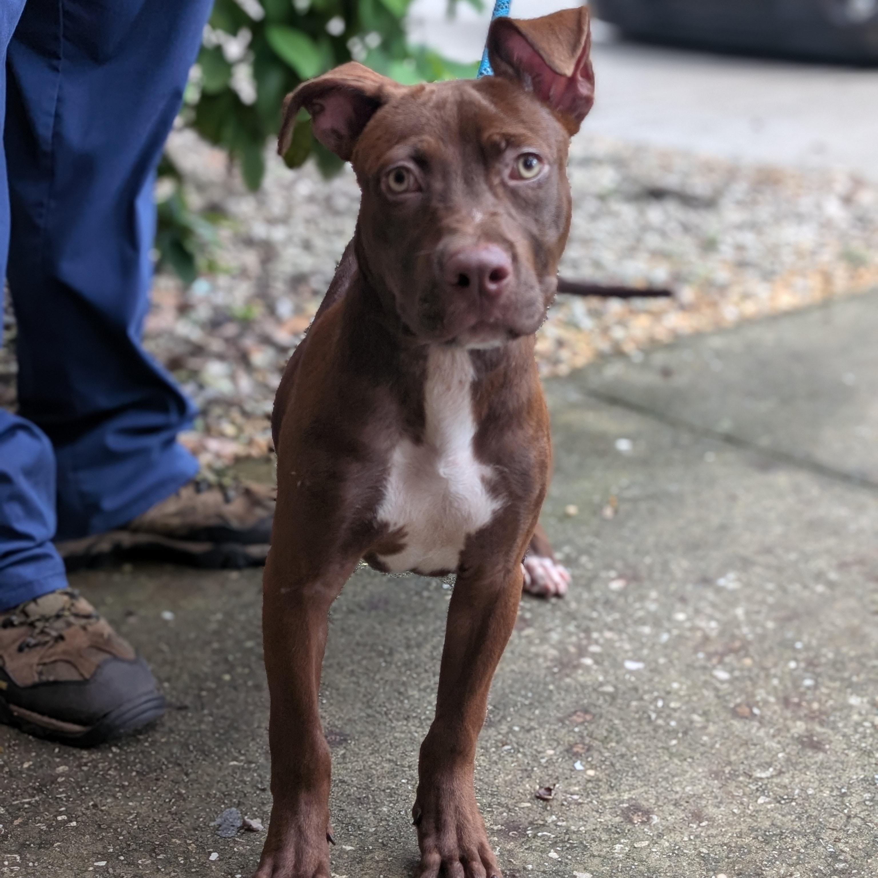 Mars, Adoptable, Young Male Labrador Retriever.