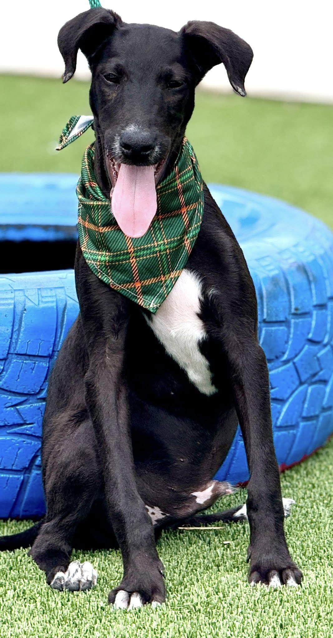 Pookie-from Royal Dog of Egypt to pool lover, an adoptable Saluki in Austin, TX, 78759 | Photo Image 1