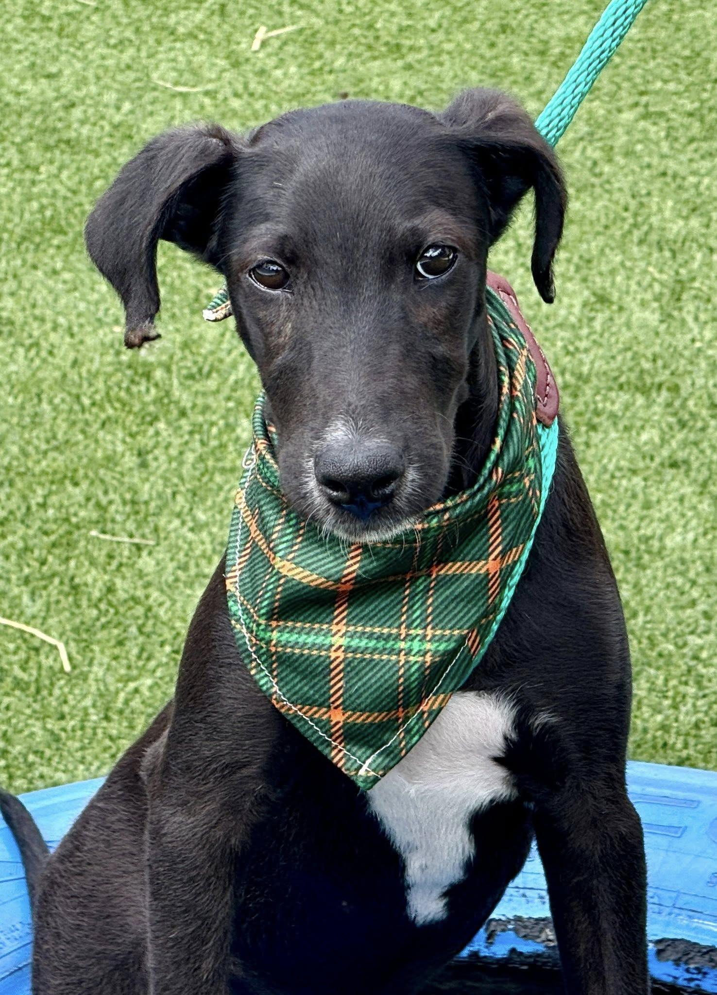 Pookie-from Royal Dog of Egypt to pool lover, an adoptable Saluki in Austin, TX, 78759 | Photo Image 5