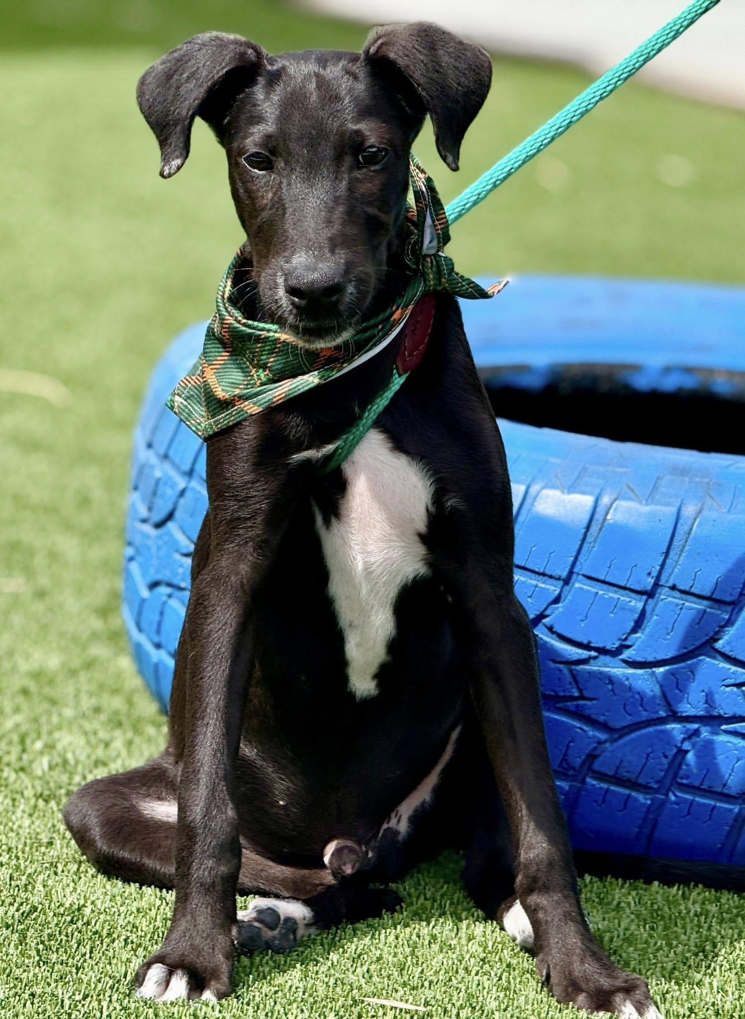 Pookie-from Royal Dog of Egypt to pool lover, an adoptable Saluki in Austin, TX, 78759 | Photo Image 4