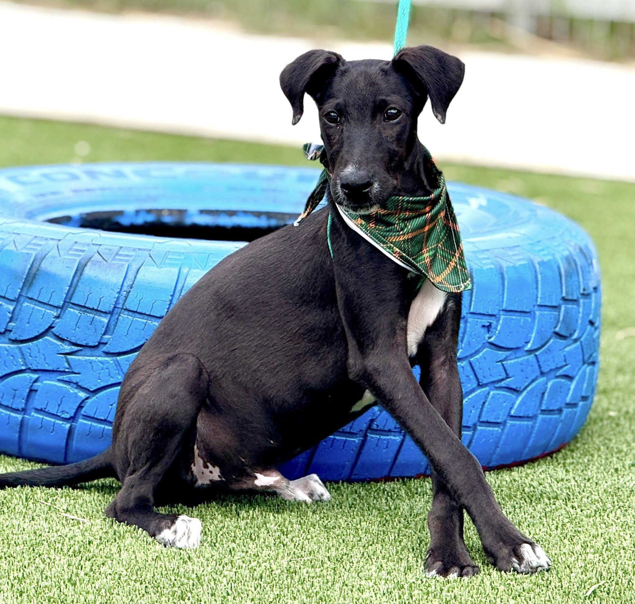 Pookie-from Royal Dog of Egypt to pool lover, an adoptable Saluki in Austin, TX, 78759 | Photo Image 2