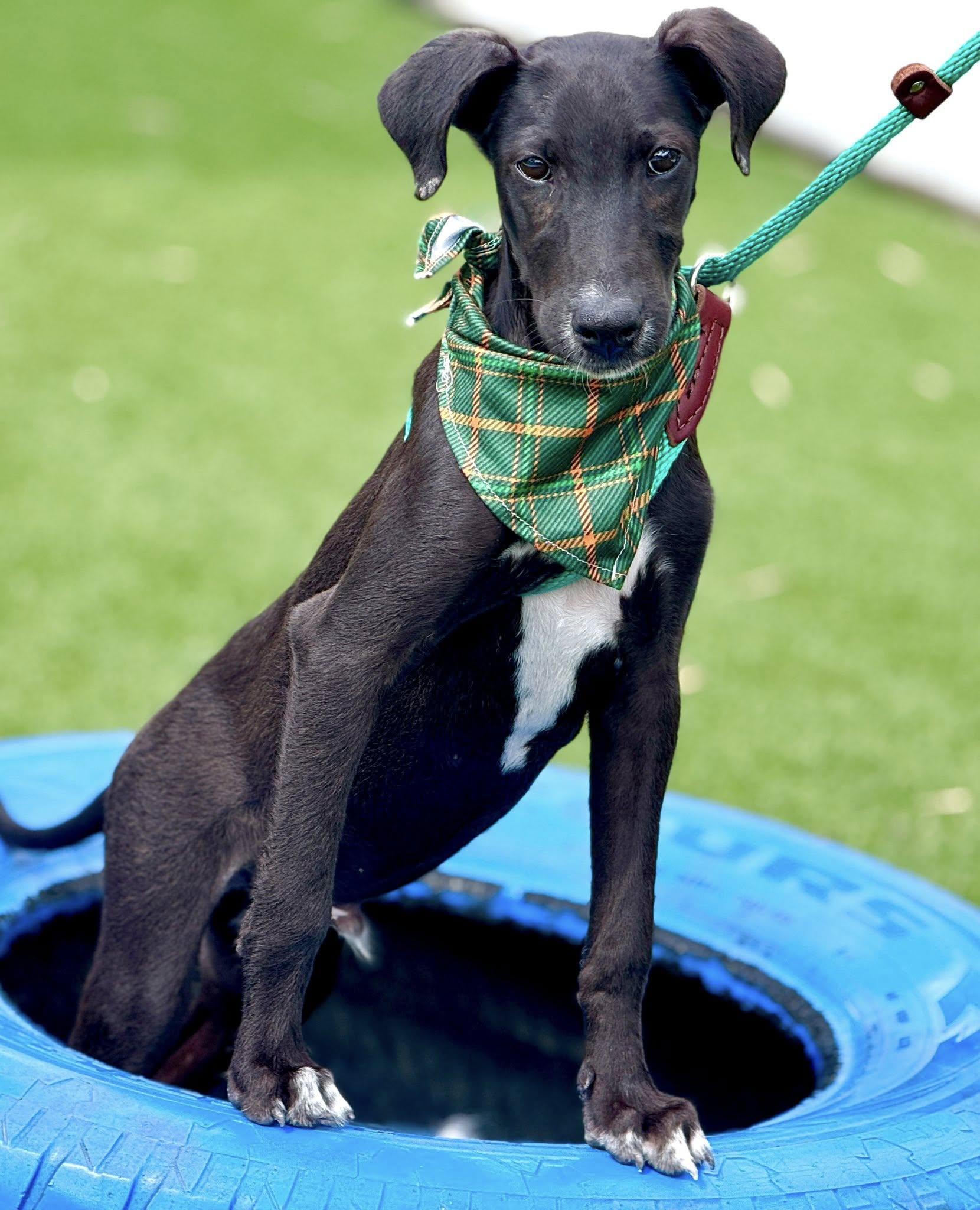Pookie-from Royal Dog of Egypt to pool lover, an adoptable Saluki in Austin, TX, 78759 | Photo Image 3