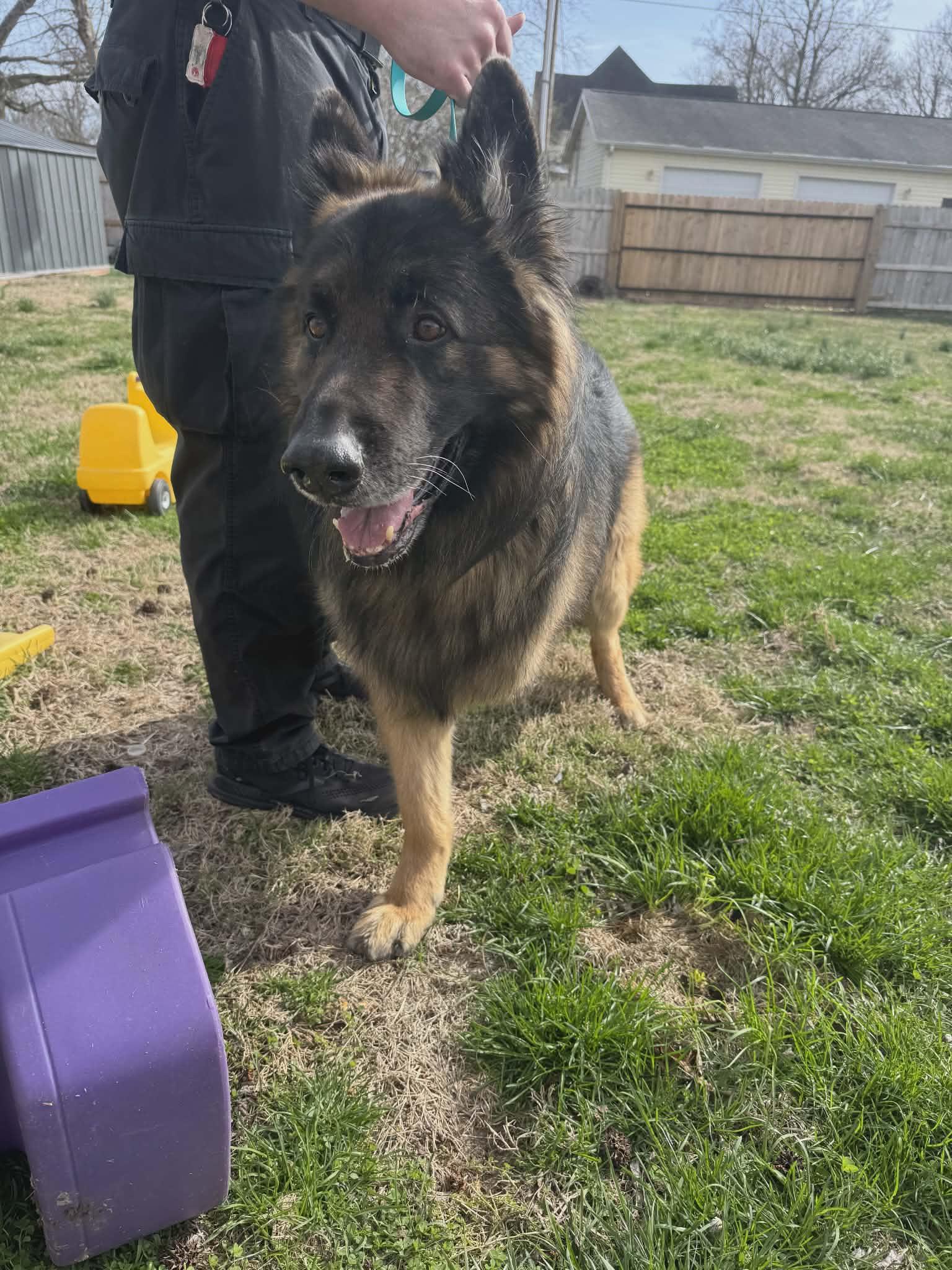 Bolo , an adopted German Shepherd Dog in Chesterfield, MO image 3/4