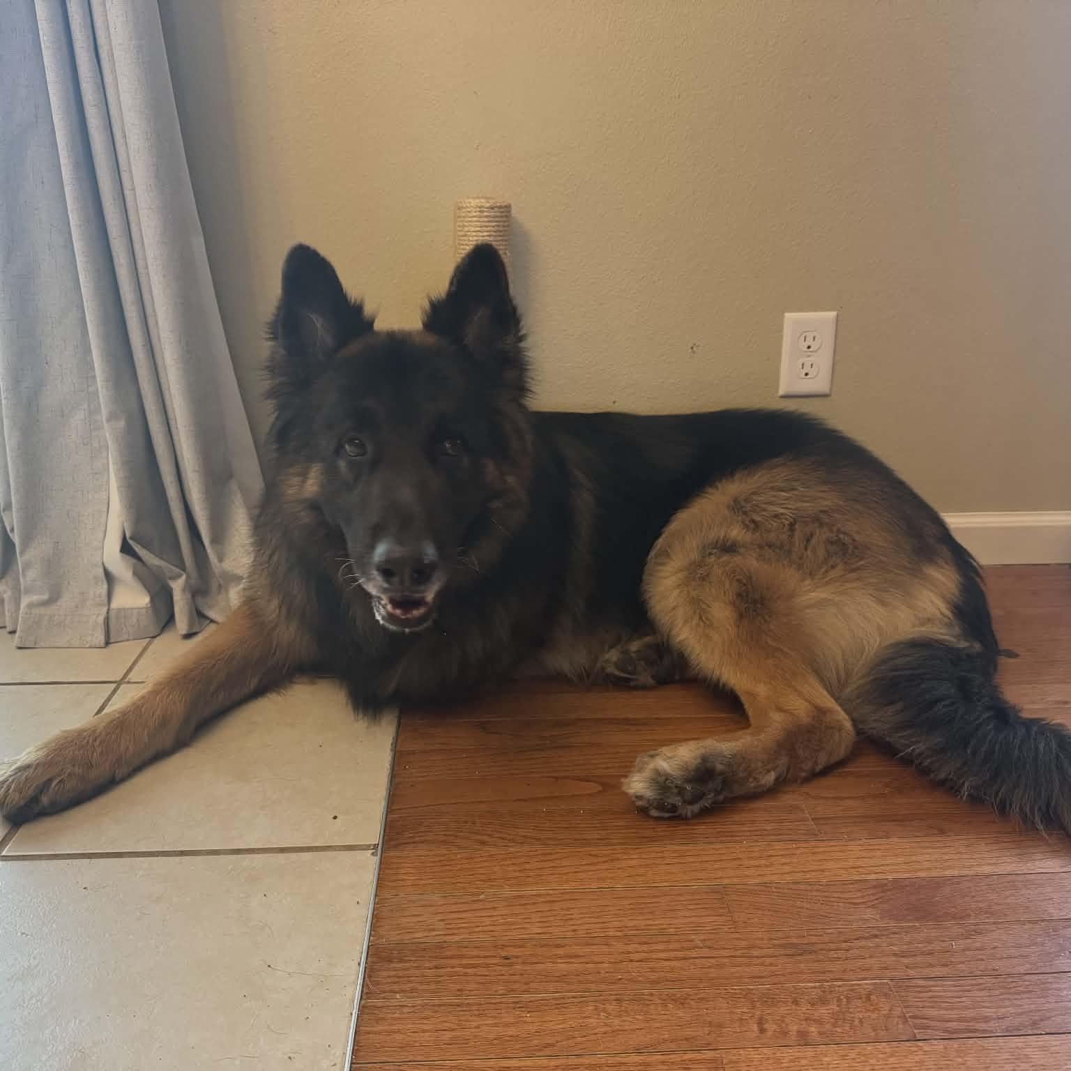 Bolo , adopted, Adult Male German Shepherd Dog.