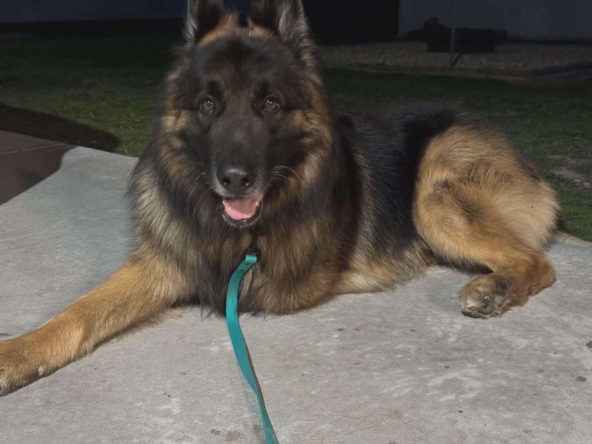 Bolo , an adopted German Shepherd Dog in Chesterfield, MO image 2/4