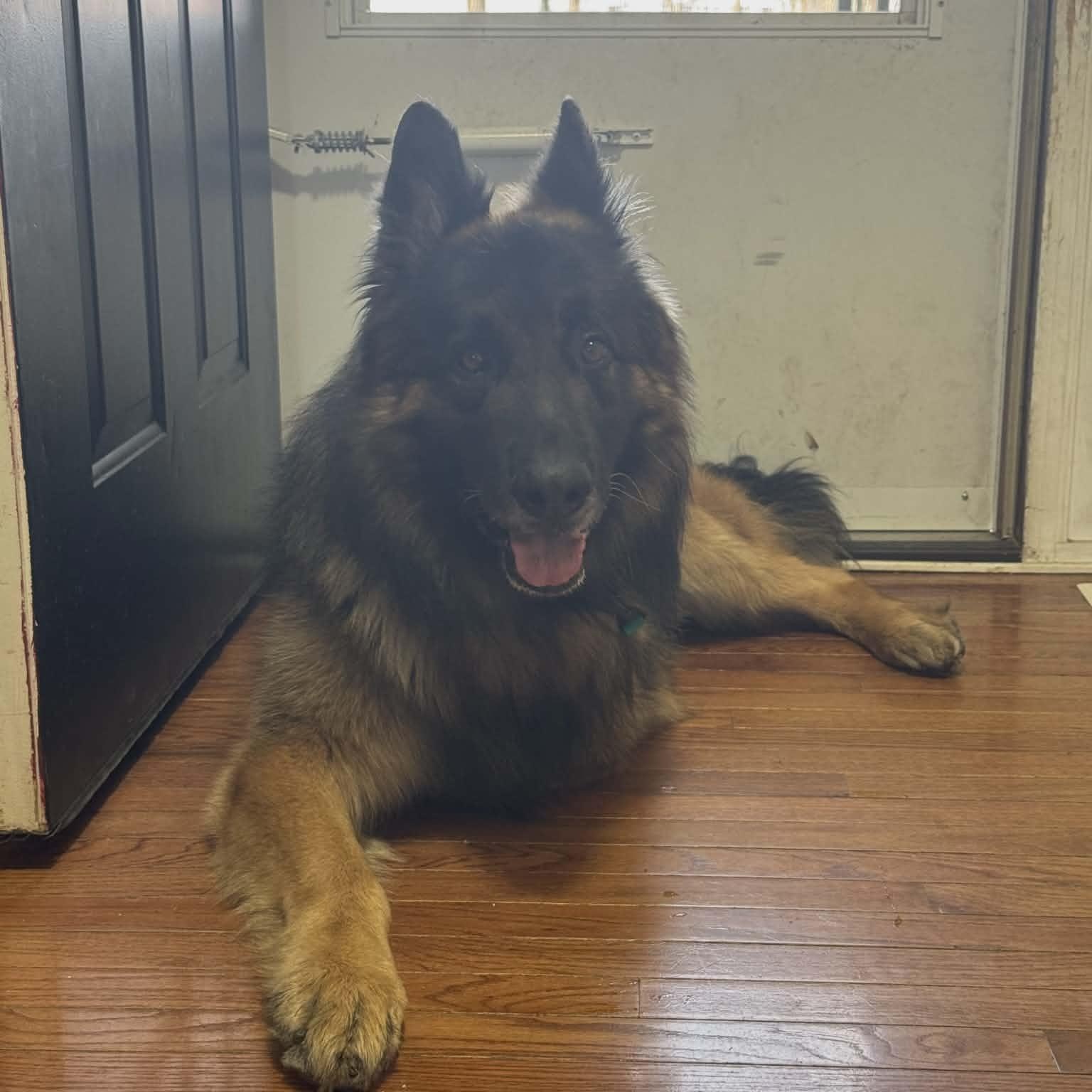 Bolo , an adopted German Shepherd Dog in Chesterfield, MO image 4/4