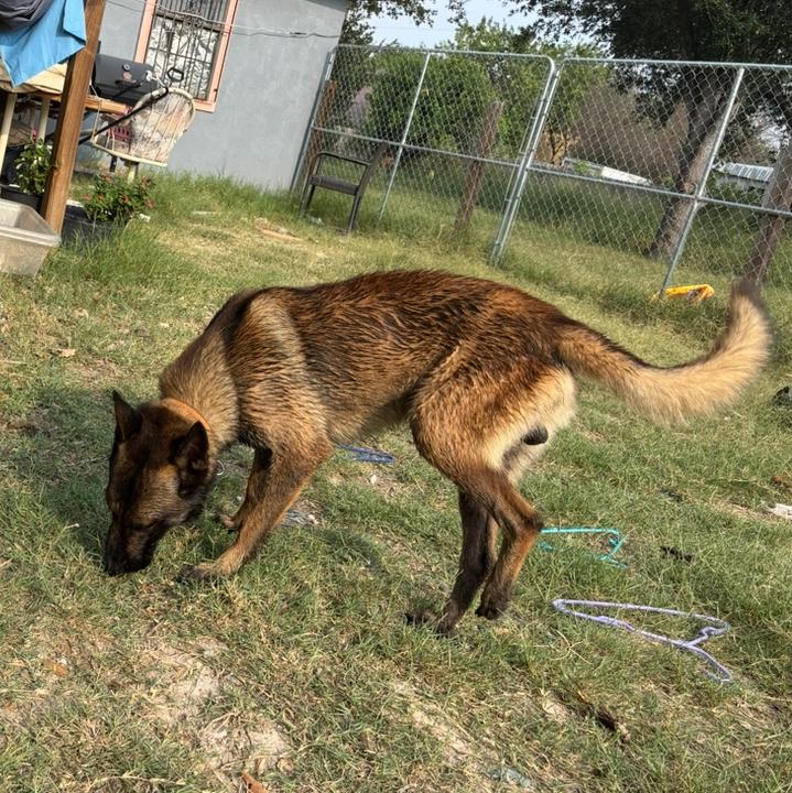 Niko — thumbnail 2