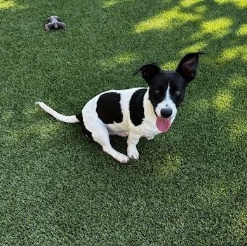 Enlarge Nix, a ADOPTABLE Terrier in Lake Dallas, TX image 2/2