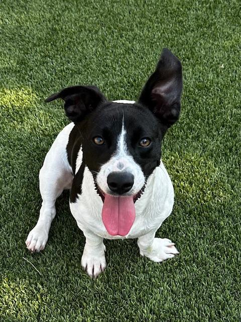 Enlarge Nix, a ADOPTABLE Terrier in Lake Dallas, TX image 1/2