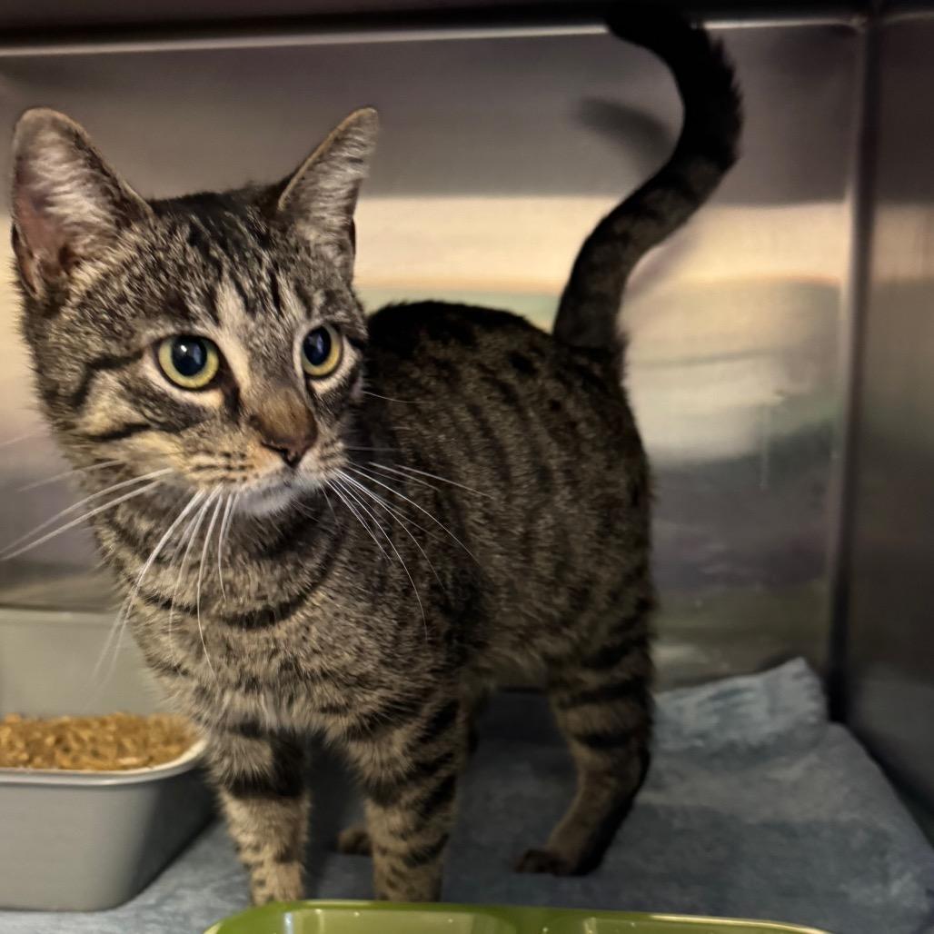 Prego, Adoptable, Adult Female Domestic Short Hair.