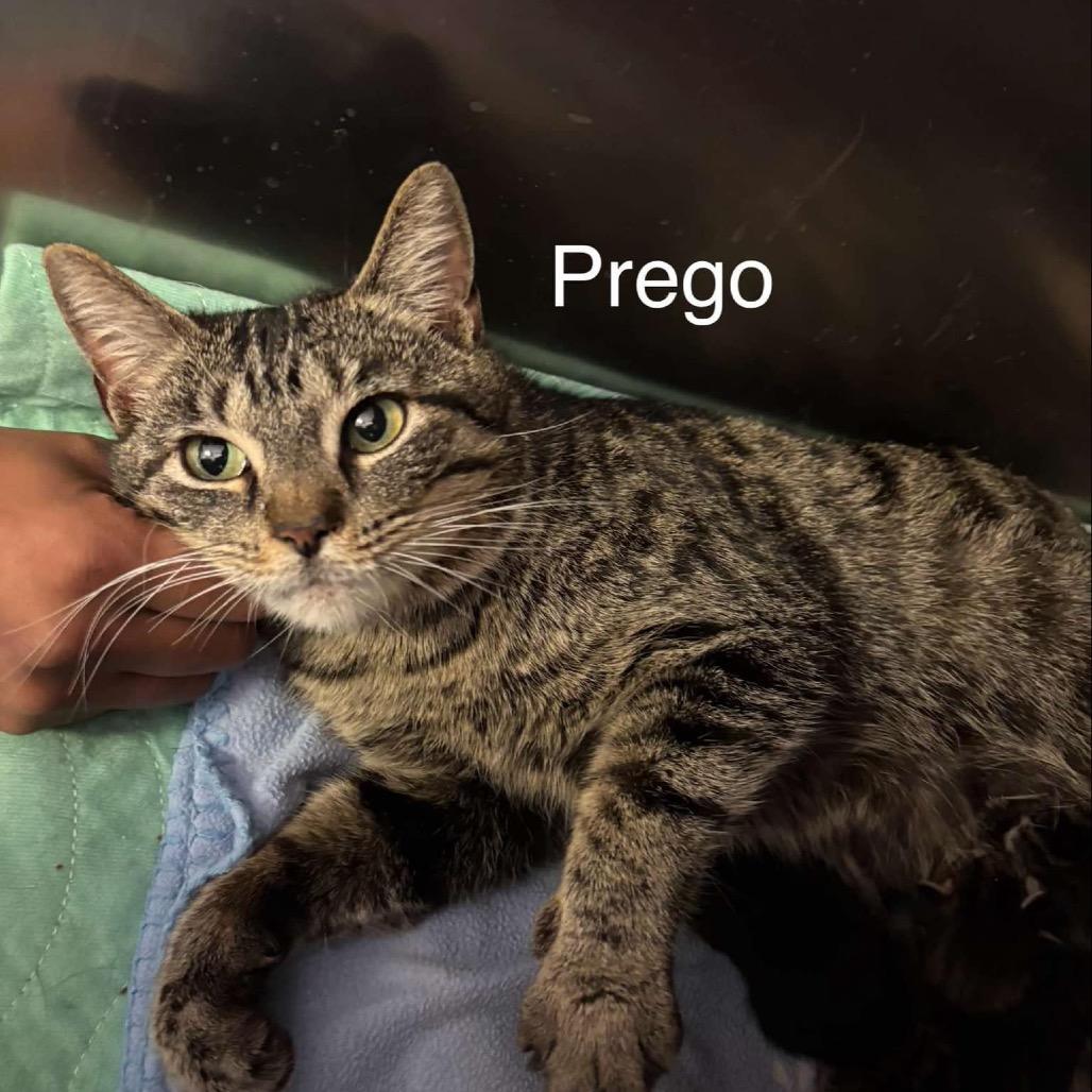 Prego, a Adoptable Domestic Short Hair in Hinesville, GA image 2/2