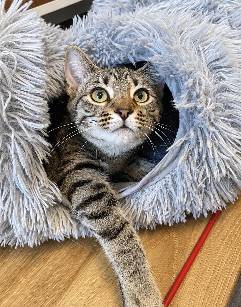 Mojo, Adoptable, Kitten Male Tabby.