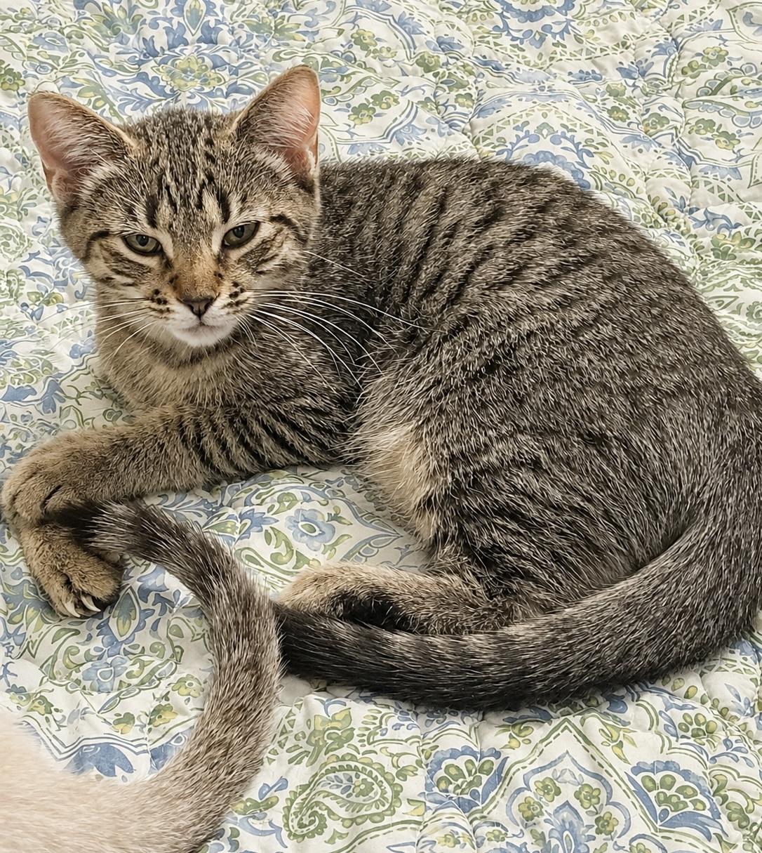 Mojo, a ADOPTABLE Tabby in Pickerington, OH image 2/2