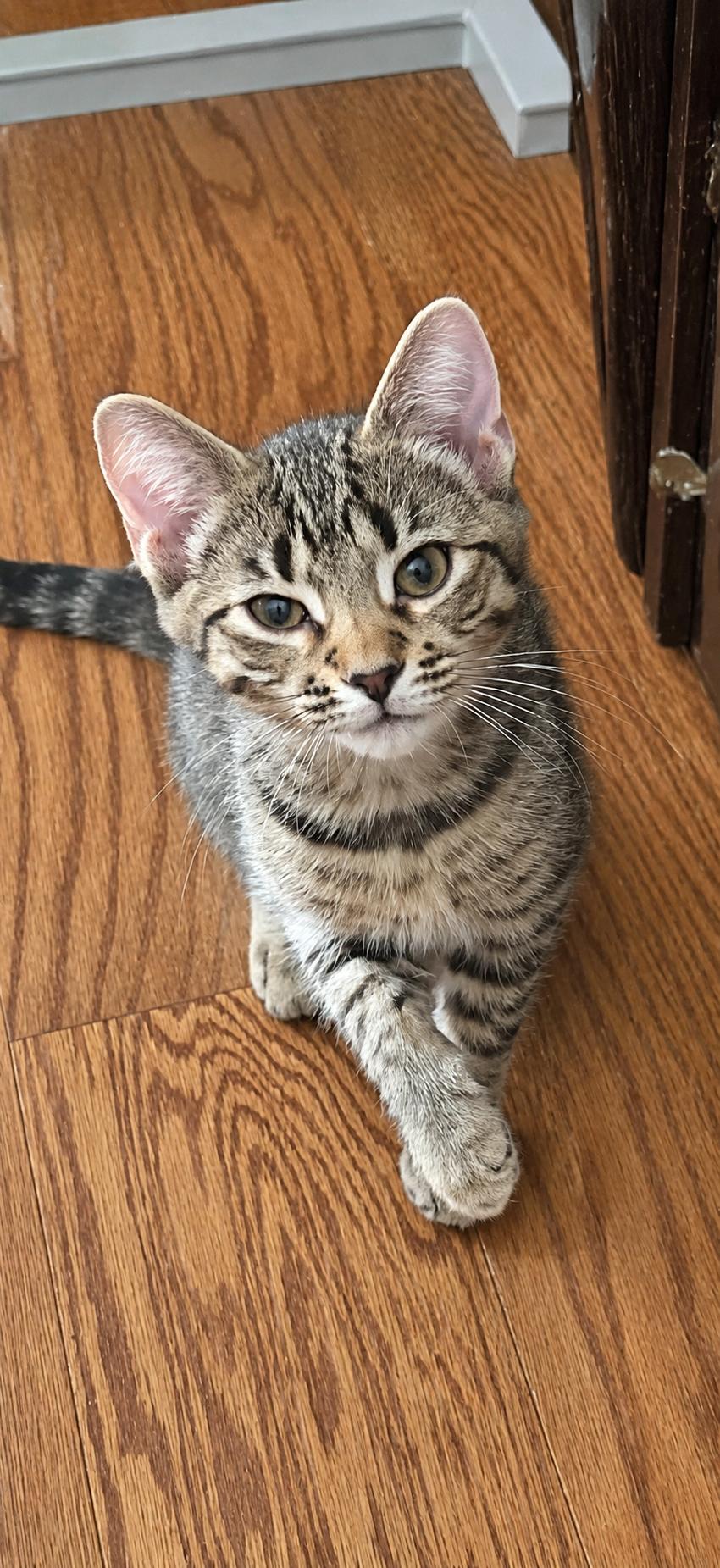 Mojo, ADOPTABLE, Kitten Male Tabby.