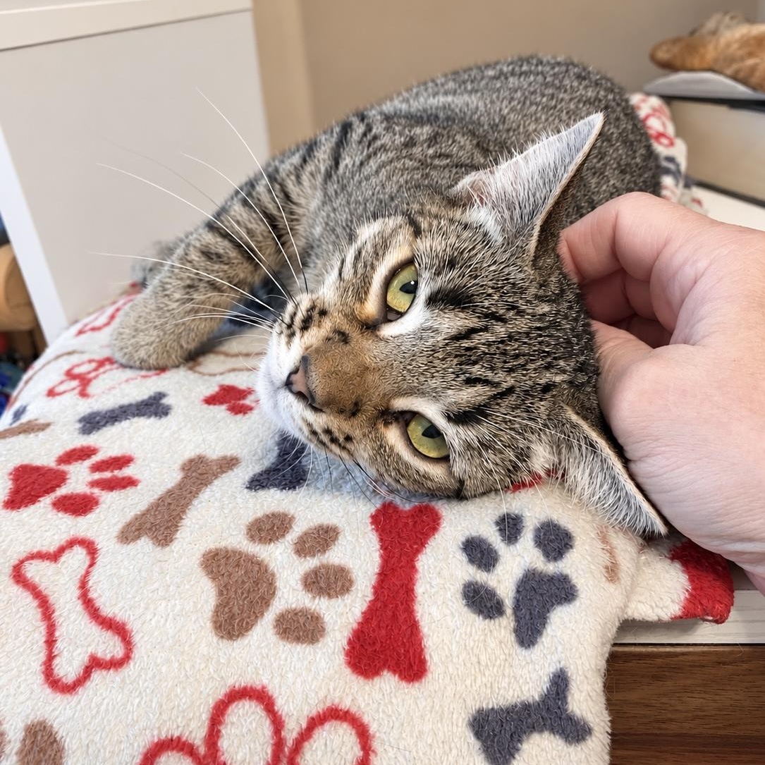 Enlarge Mojo, a Adoptable Tabby in Pickerington, OH image 4/5