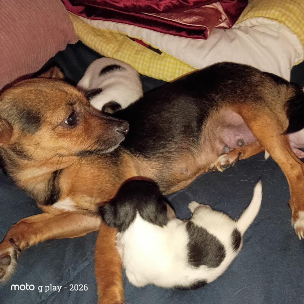 Little, Adoptable, Adult Female Chihuahua.