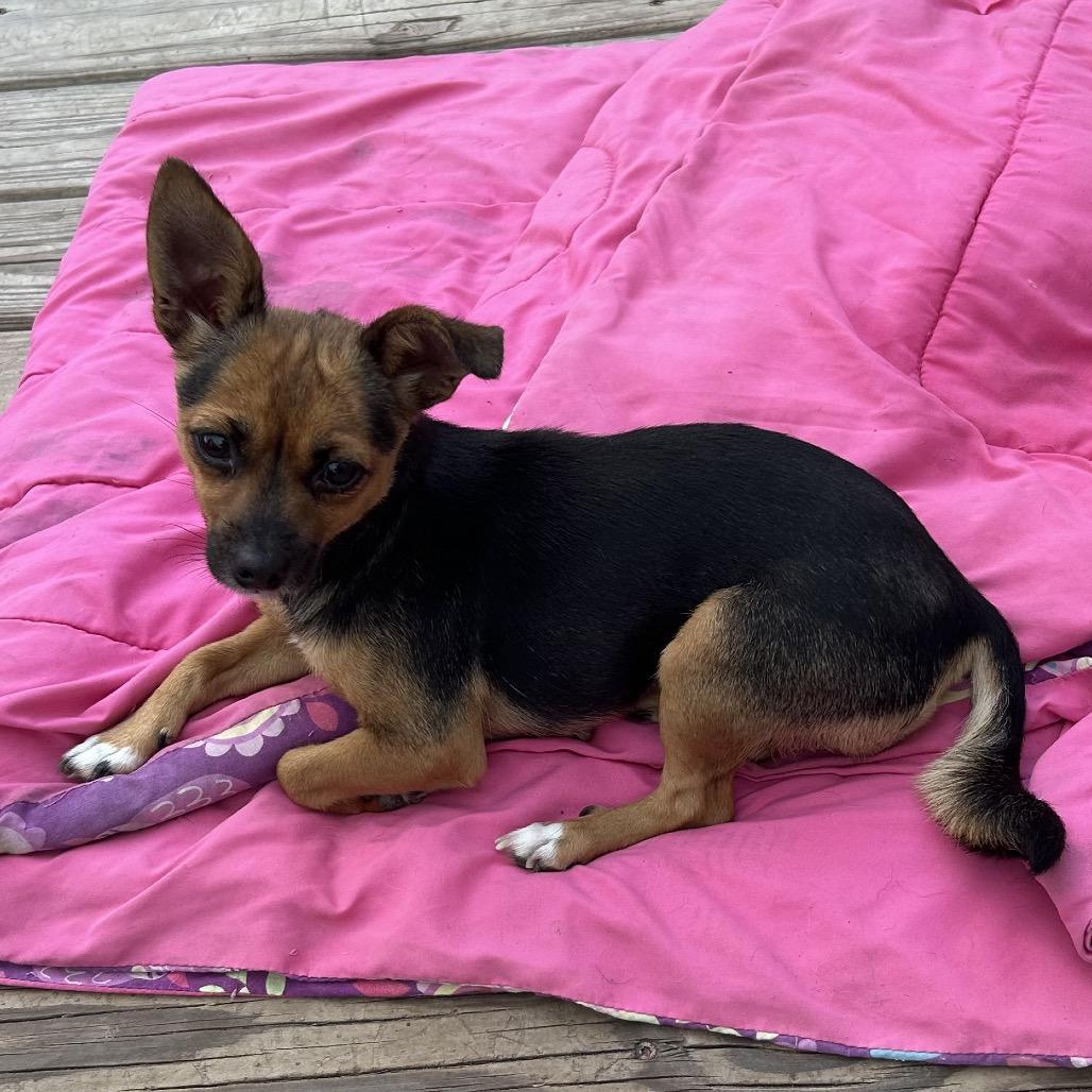Little, a Adoptable Chihuahua in Montgomery, TX image 2/6