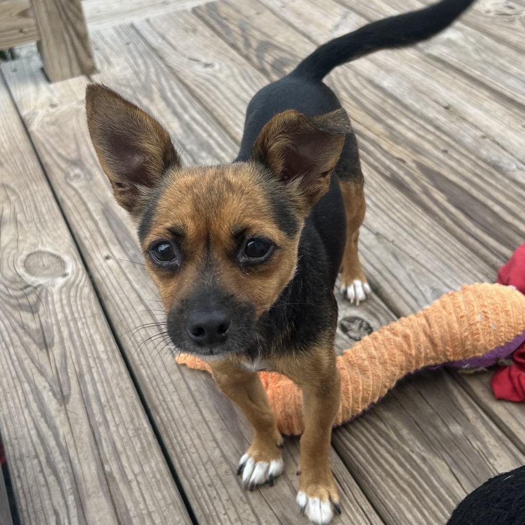 Little, a Adoptable Chihuahua in Montgomery, TX image 3/6