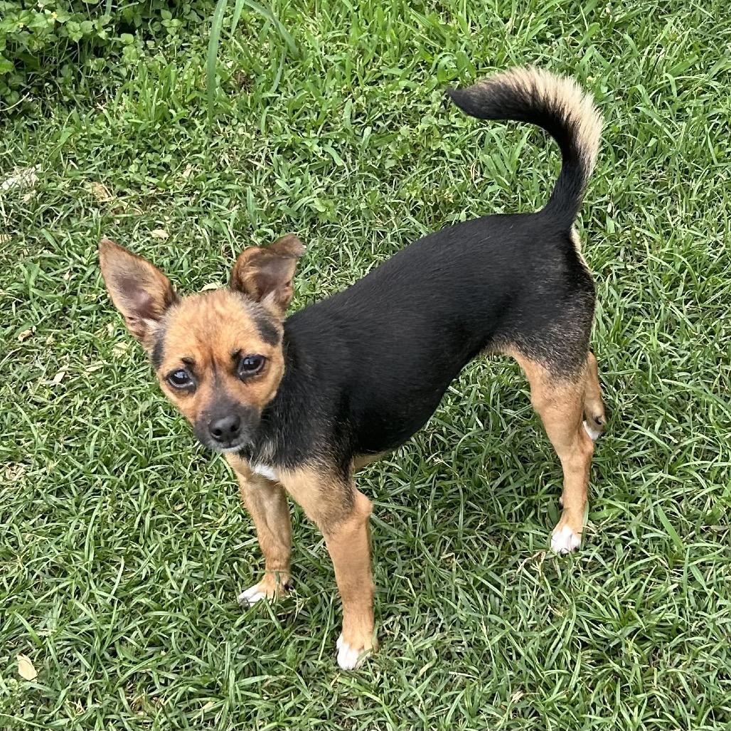 Little, a Adoptable Chihuahua in Montgomery, TX image 4/6