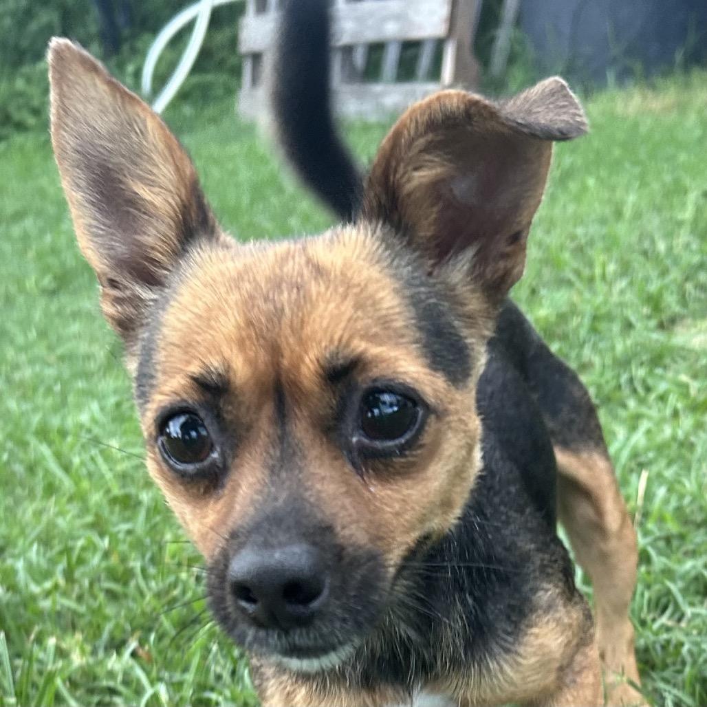 Little, a Adoptable Chihuahua in Montgomery, TX image 5/6