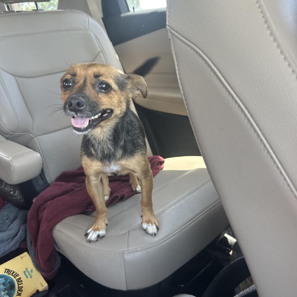 Little, a Adoptable Chihuahua in Montgomery, TX image 6/6
