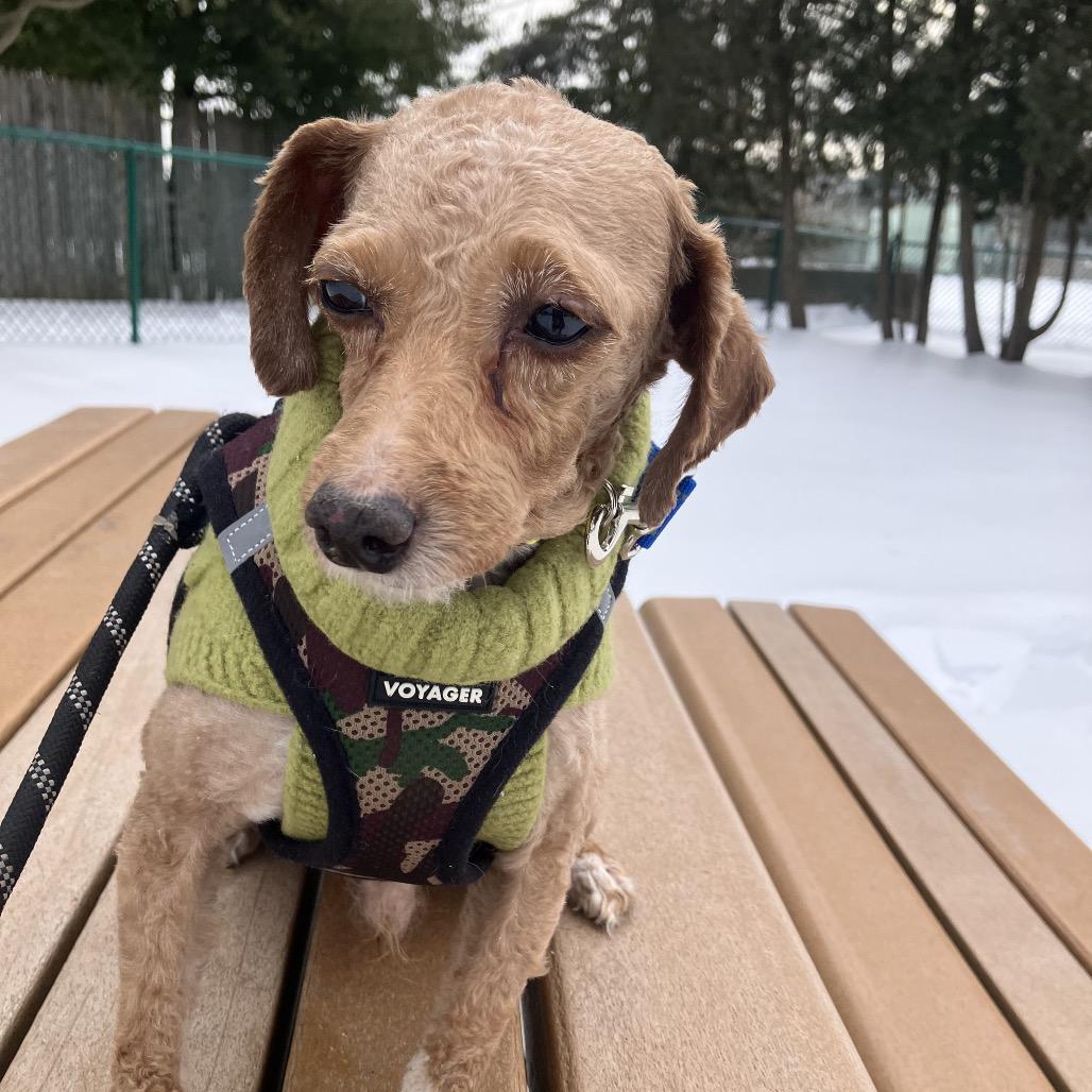 Enlarge Utz, an adopted Miniature Poodle in Chester Springs, PA image 5/6
