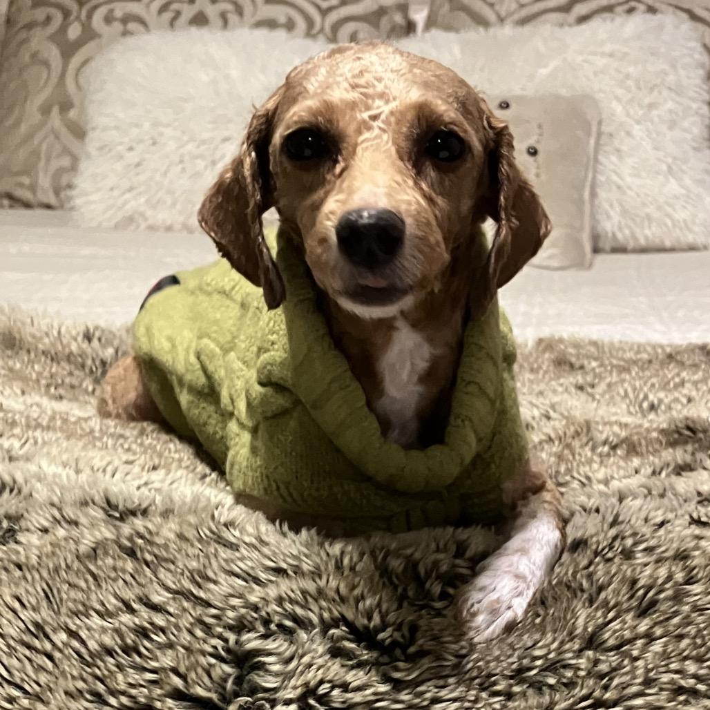 Enlarge Utz, an adopted Miniature Poodle in Chester Springs, PA image 6/6