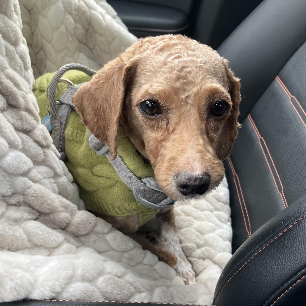 Utz, adopted, Adult Male Miniature Poodle.