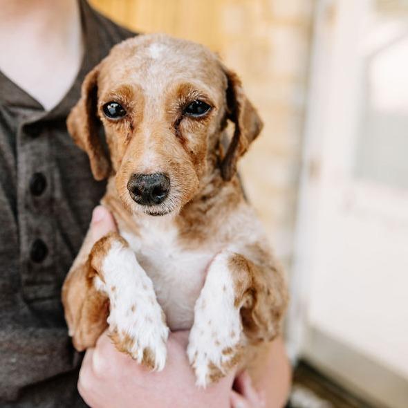 Enlarge Utz, an adopted Miniature Poodle in Chester Springs, PA image 2/6