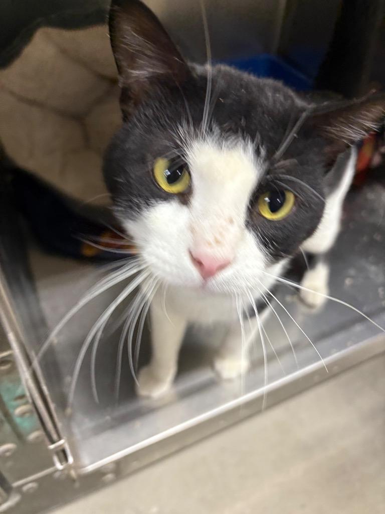 Enlarge Jack, a Adoptable mixed breed in Virginia, MN image 1/1