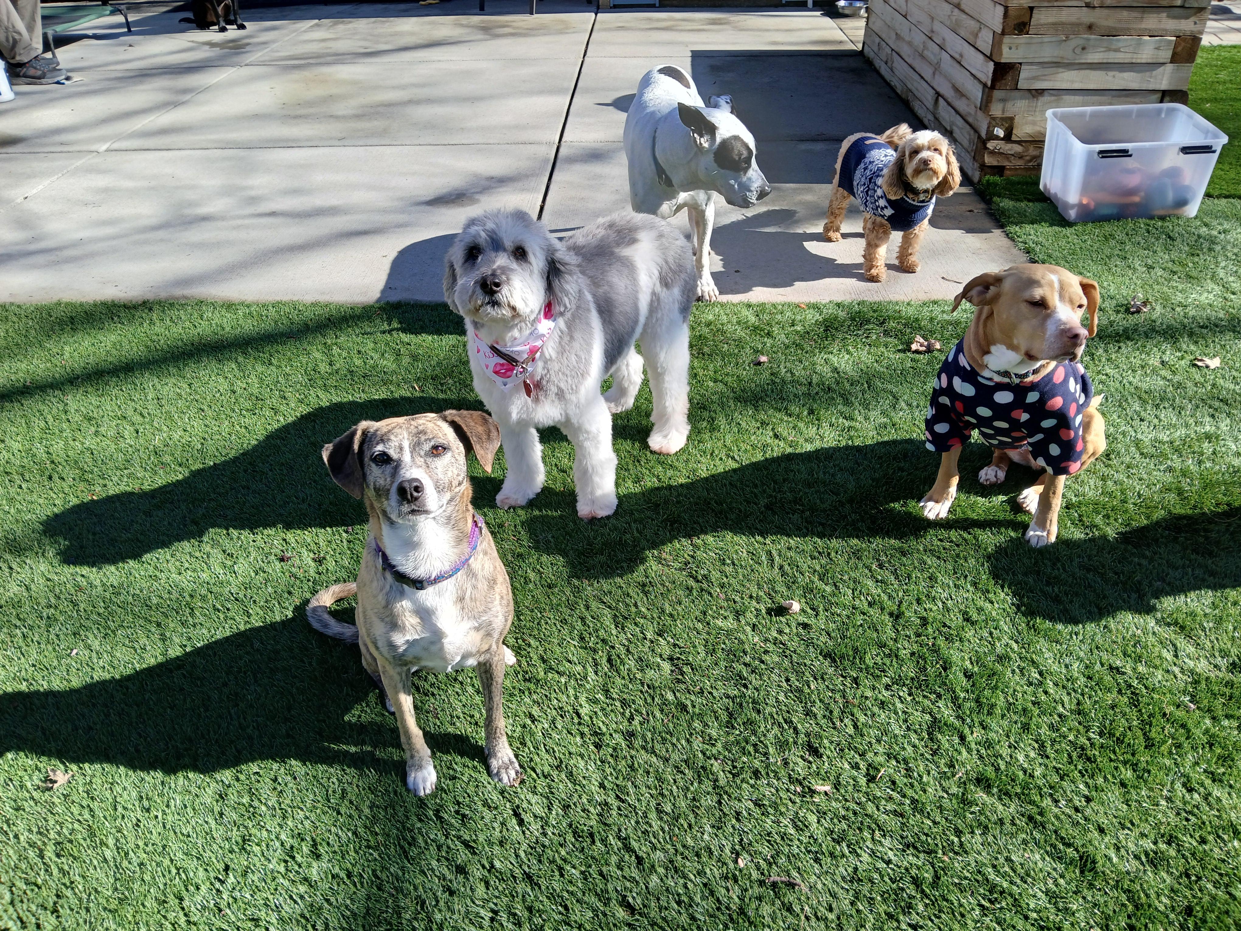 Enlarge Zoe, an adopted Polish Lowland Sheepdog in Whitewater, WI image 3/6