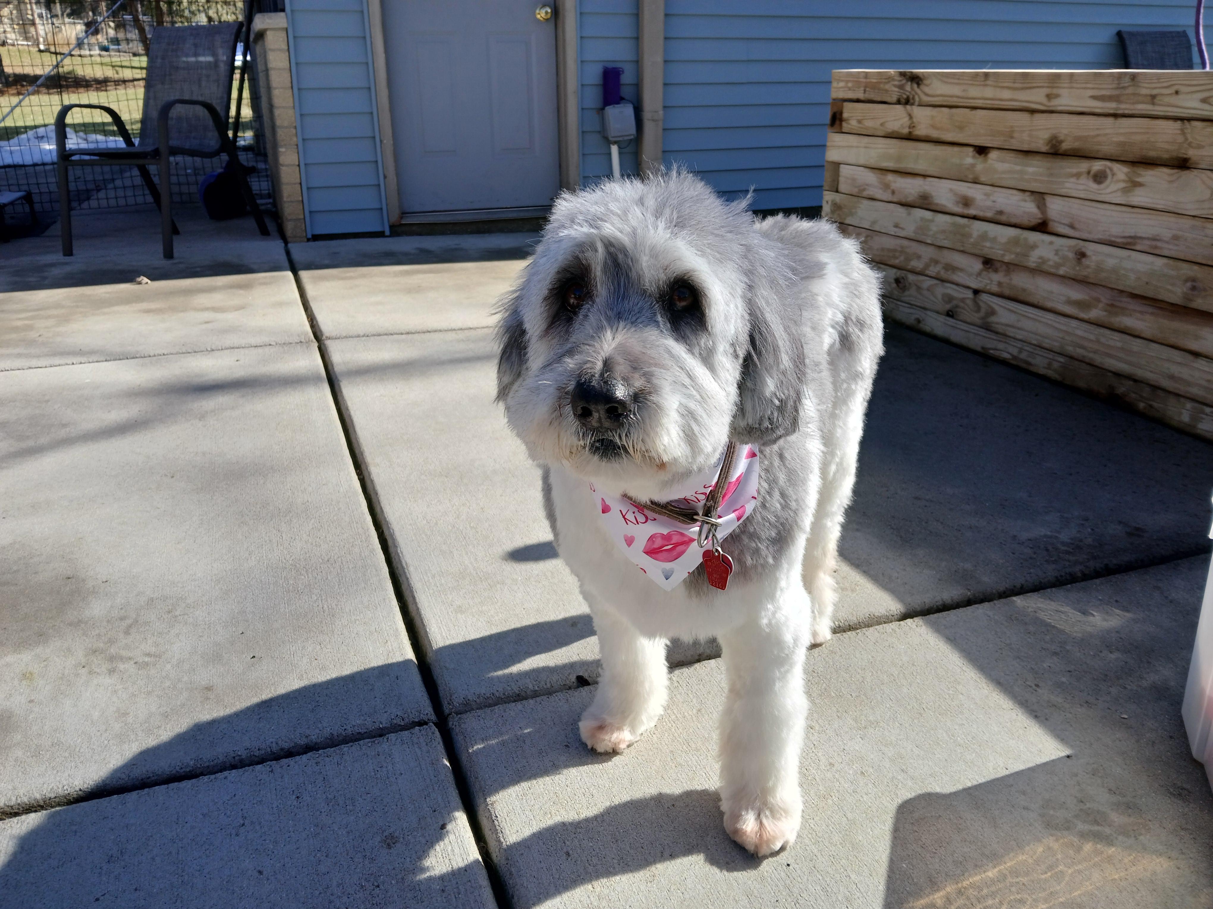 Enlarge Zoe, an adopted Polish Lowland Sheepdog in Whitewater, WI image 6/6